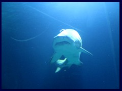 L'Oceanogràfic Oceanarium 035